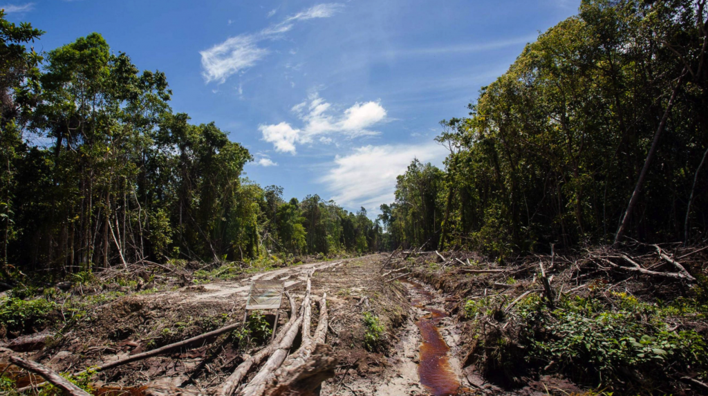 La industria cárnica brasileña ayuda a reducir la deforestación