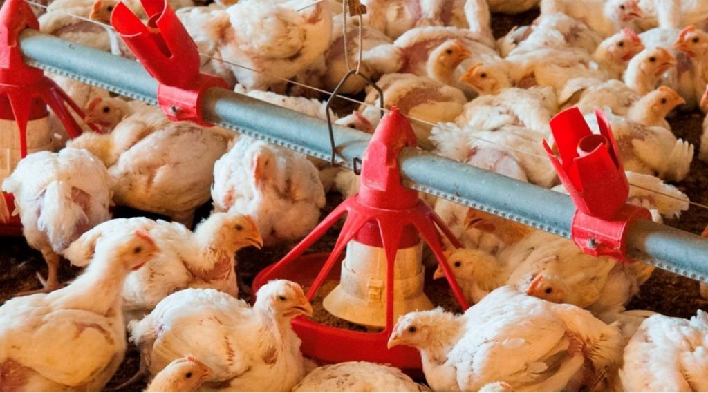 100.000 aves sacrificadas en Vietnam debido a la influenza aviar