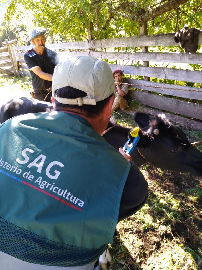 SAG – Chile llamó a retomar buenas prácticas ganaderas