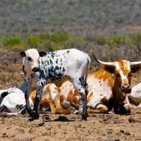Limitaciones en las exportaciones de carne vacuna argentina