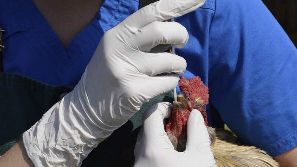 La gripe aviar se propaga por Europa