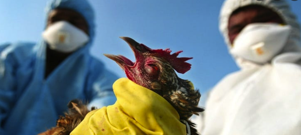 33 millones de aves sacrificadas hasta ahora en América del Norte