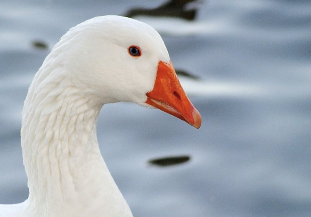 Alemania: el 98 por ciento de la carne de ganso importada en 2021 provino de Polonia y Hungría