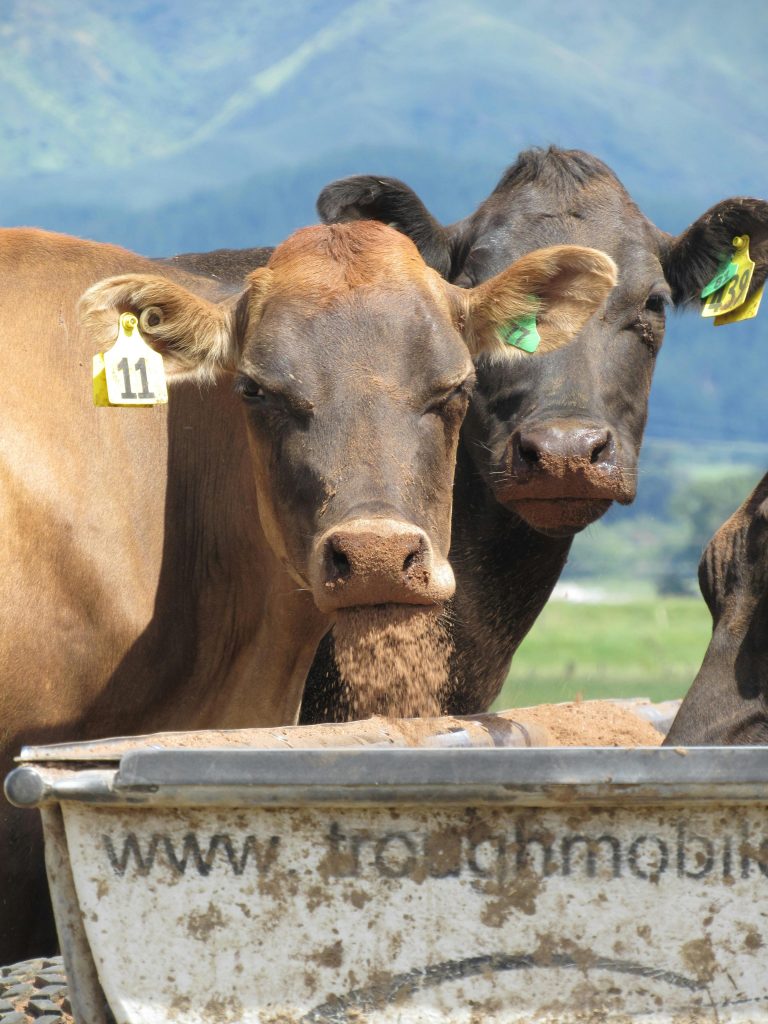 El posicionamiento de la carne Prime estadounidense en Japón y su oportunidad en el mercado Halal