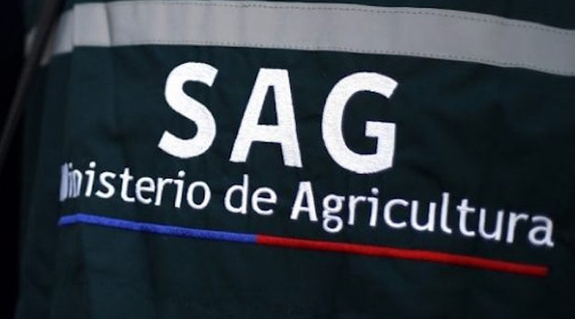 Chile suspende certificación de exportaciones avícolas tras detección de influenza aviar en plantel industrial