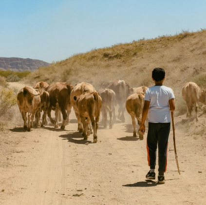 HalalFlash | Carne pastoril: calidad superior, pero con desafíos comerciales