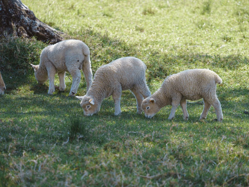Uruguay registra el menor volumen de exportaciones de carne ovina en una década